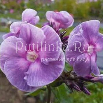 Флокс метельчатый Железная Леди (Сурикова В. Я.)"