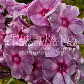 Флокс метельчатый Иллюзия (Сурикова В. Я.)"