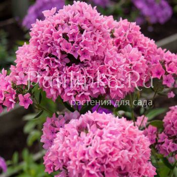 Флокс метельчатый Карамель клубничная (Константинова Е.А.)**