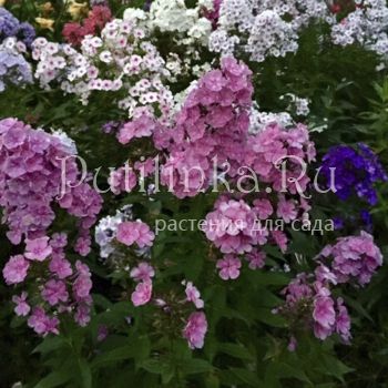 Флокс метельчатый Лепрекон (Сурикова В. Я.)"