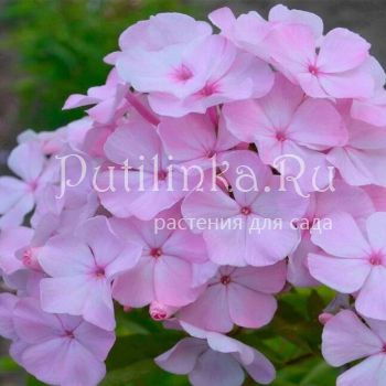 Флокс метельчатый Цвет яблони (Харченко Е.Д.)"