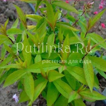 Флокс метельчатый Цвет яблони (Харченко Е.Д.)"