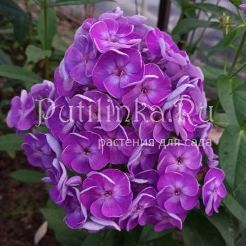 Флокс метельчатый Чароит (Свешникова Г.)**