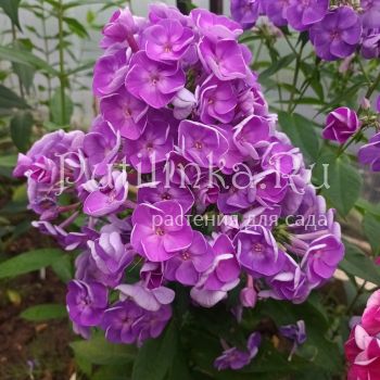 Флокс метельчатый Чароит (Свешникова Г.)**