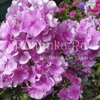 Флокс метельчатый Юленька (Репрев Ю.А.)**
