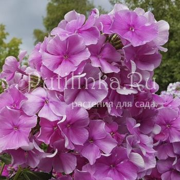 Флокс метельчатый Юленька (Репрев Ю.А.)**