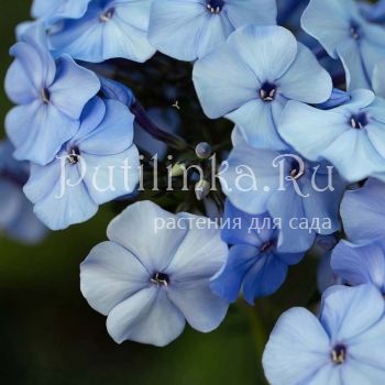 Флокс метельчатый Дунай (Австрия) (Phlox paniculata Donau (Austria))