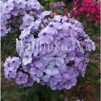 Флокс метельчатый Дунай (Австрия) (Phlox paniculata Donau (Austria))