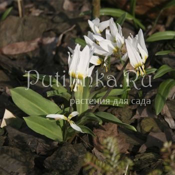 Кандык (сорт уточняется)