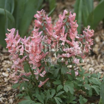 Хохлатка плотная Алиса