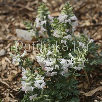 Хохлатка двухшпорцевая Снежная Королева