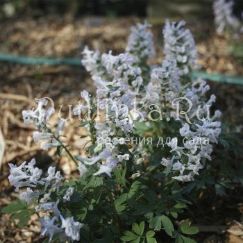 Хохлатка двухшпорцевая Снежная Королева