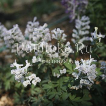 Хохлатка двухшпорцевая Снежная Королева