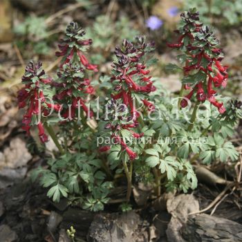 Хохлатка плотная Красная Москва