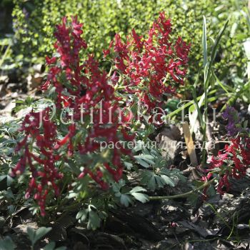 Хохлатка плотная Красная Москва