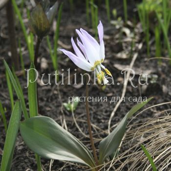 Кандык европейский