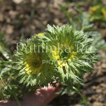 Адонис Sandanzaki (A. Sandanzaki)