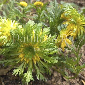 Адонис Sandanzaki (A. Sandanzaki)