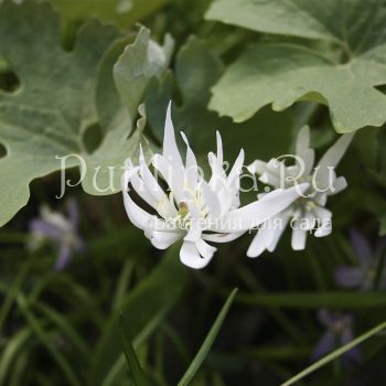 Сангвиная канадская Star (S. canadensis Star)