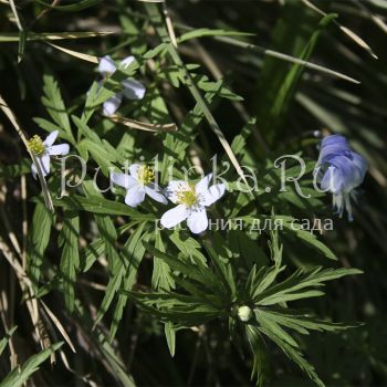 Анемона голубая (A. caerulea)