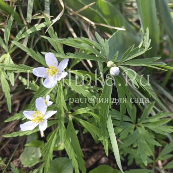 Анемона голубая (A. caerulea)