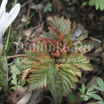 Лабазник камчатский Ki Chiri-Fu (F. camtschatica Ki Сhiri-Fu)