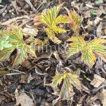 Лабазник камчатский Ki Chiri-Fu (F. camtschatica Ki Сhiri-Fu)
