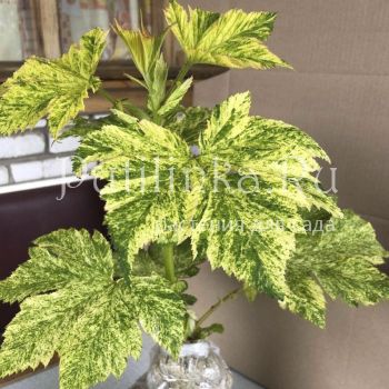 Лабазник камчатский Ki Chiri-Fu (F. camtschatica Ki Сhiri-Fu)