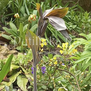 Купена Betberg (P. Betberg)