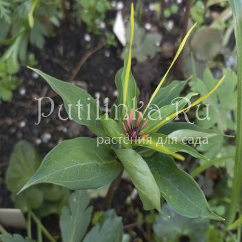 Парис (P. guardifolia)