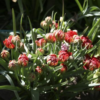 Тюльпан Tete a Tete (Tulip humilis Tete a Tete)