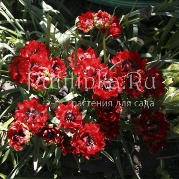 Тюльпан Tete a Tete (Tulip humilis Tete a Tete)