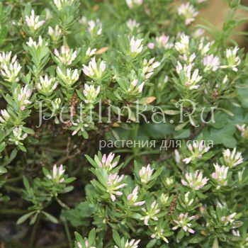 Дафна  (D. domini)