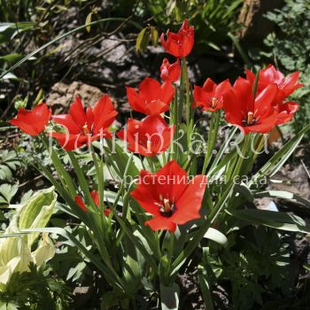 Тюльпан Bloemenlust (Tulipa praestans Bloemenlust)