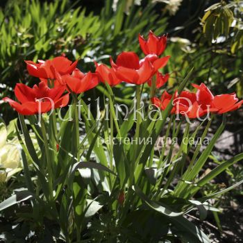 Тюльпан Bloemenlust (Tulipa praestans Bloemenlust)