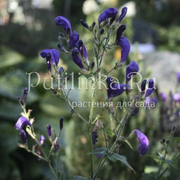 Стробилянт темно-красный (Strobilanthes atropurpureus)