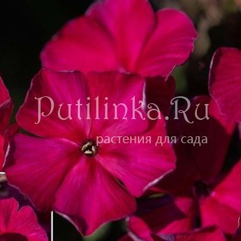 Флокс метельчатый Павел Бажов (Гаганов П.Г)