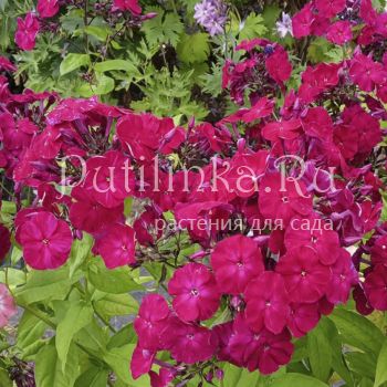 Флокс метельчатый Павел Бажов (Гаганов П.Г)