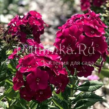 Флокс метельчатый Bambini Cherry Crush (J. Verschoor)