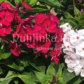 Флокс метельчатый Bambini Cherry Crush (J. Verschoor)