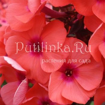 Флокс метельчатый Tequila Sunrise (J. Verschoor)