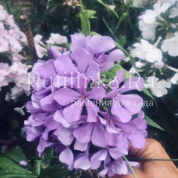 Флокс метельчатый Лазурит (Константинова Е.А.)**