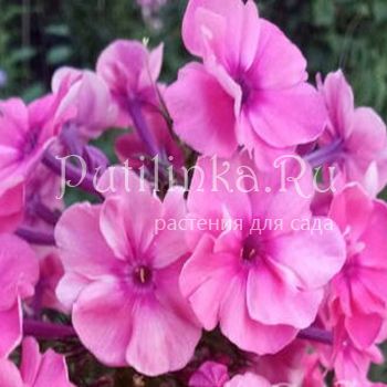 Флокс метельчатый Цветик-Семицветик (Морозова Г.А.)