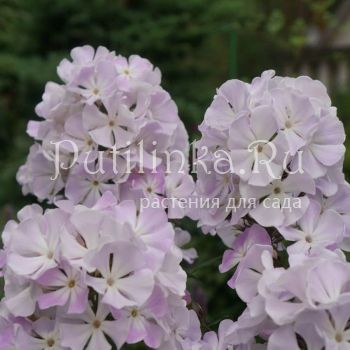 Флокс метельчатый Покров (Репрев Ю.А.)**