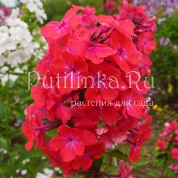 Флокс метельчатый Горицвет (Шаповал Т.П.)**