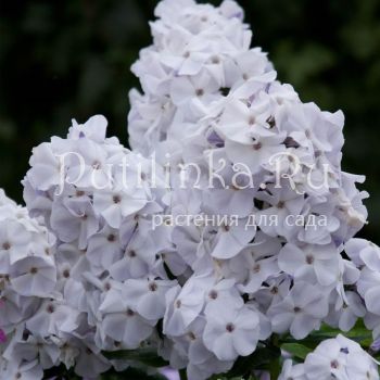 Флокс метельчатый Сказание (Константинова Е.А)