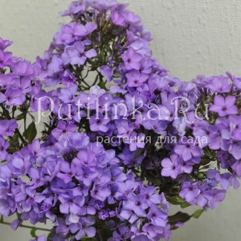 Флокс метельчатый Чарли (Константинова Е.А.)**