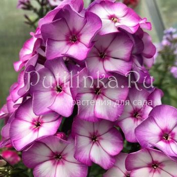 Флокс метельчатый Sweet Summer Fantasy (H. Tonies)