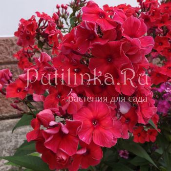 Флокс метельчатый Адреналин (Егорова В.)