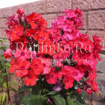 Флокс метельчатый Адреналин (Егорова В.)